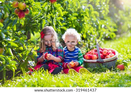 Child picking apples on a farm in autumn. Little girl and boy playing in apple tree orchard. Kids pick fruit in a basket. Toddler eating fruits at harvest. Outdoor fun for children. Healthy nutrition.