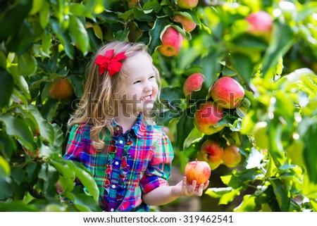Child picking apples on a farm in autumn. Little girl playing in apple tree orchard. Kids pick fruit in a basket. Toddler eating fruits at fall harvest. Outdoor fun for children. Healthy nutrition.