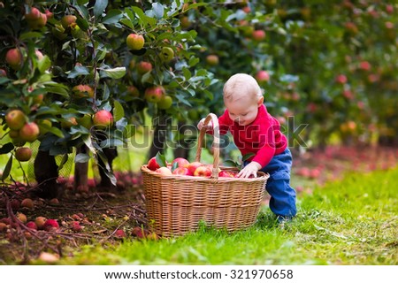 Adorable baby boy picking fresh ripe apples in fruit orchard. Children pick fruits from apple tree. Family fun during harvest time on a farm. Kids playing in autumn garden. Child eating healthy fruit.