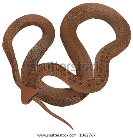 Smooth Snake Stock Photo 1062767 : Shutterstock