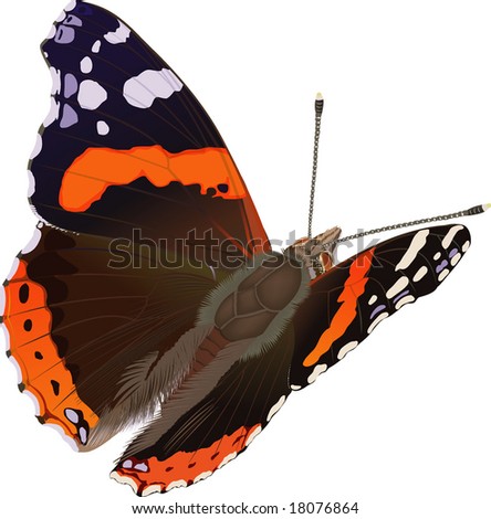 Red Admiral Butterfly, Vanessa Atalanta (Lat.) Stock Ve