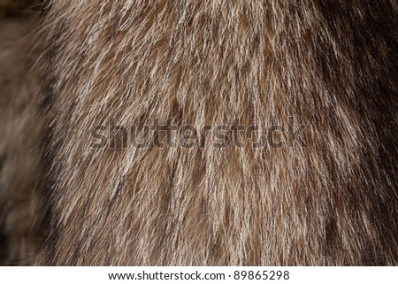 Raccoon dog fur. Useful as texture or background