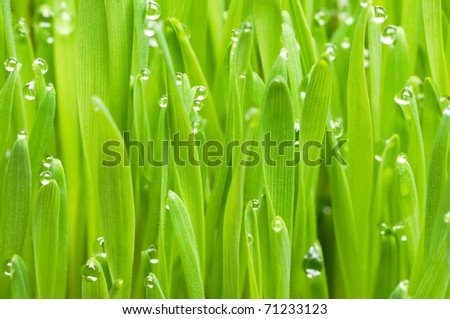 Raindrops on blades of grass