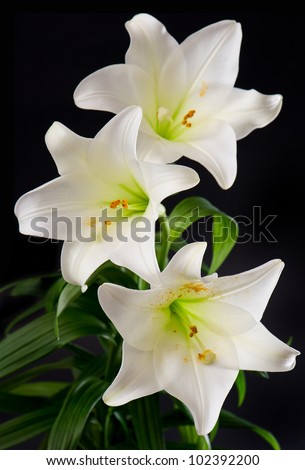 white lily flowers bouquet on black background
