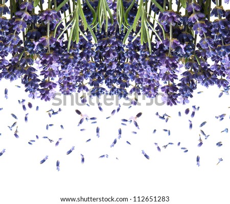 bunch of fresh lavender flowers isolated on white background