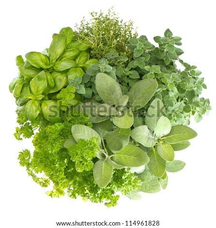 variety fresh herbs isolated on white background. marjoram, parsley, basil, rosemary, thyme, sage