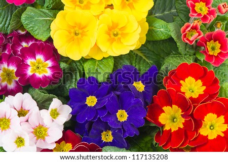 assorted spring primulas. colorful flower bed with red, blue, yellow, pink blossoms