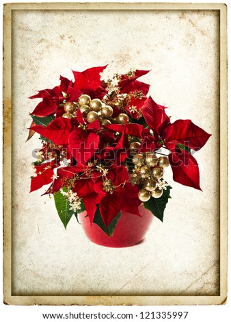 red poinsettia. christmas flower with golden decoration on white background. vintage card concept