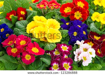assorted spring primulas. colorful flower bed with red, blue, yellow, pink blossoms. easter flowers