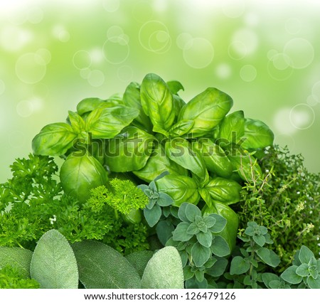 fresh kitchen herbs parsley, basil, rosemary, thyme, sage, marjoram on blurred green background. mediterranean cuisine