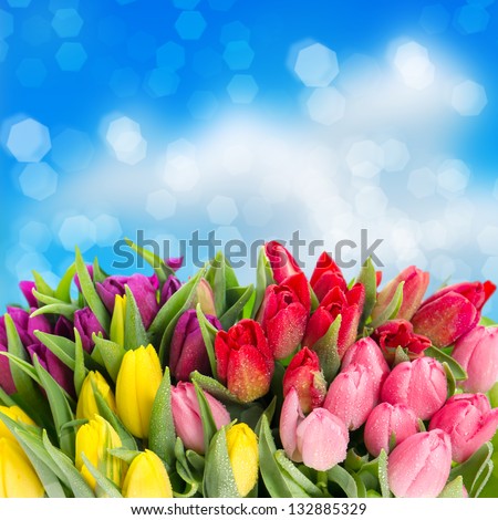 bouquet of multicolor tulips fresh spring flowers with water drops over blue blurred background floral backdrop bouquet of multicolor tulips fresh spring flowers with water drops over blue blurred background floral backdrop