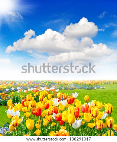 tulip flowers field. spring landscape with blue sunny sky
