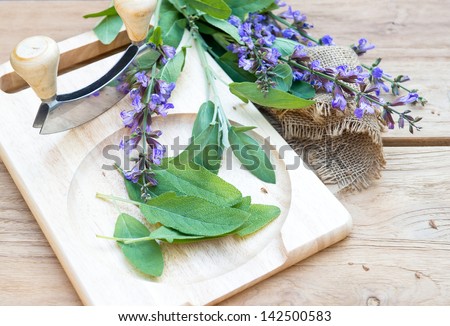 fresh green sage plant leaves and blossoms on wooden cutting board with a curved knife mezzaluna for chopped herbs . raw food ingredients. selective focus