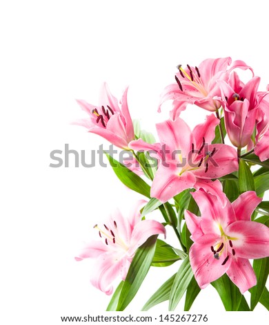 closeup of fresh pink lily flower blossoms isolated on white background. selective focus
