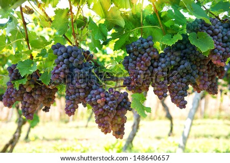 purple red grapes with green leaves on the vine. vine grape fruit plants outdoors with sunbeams