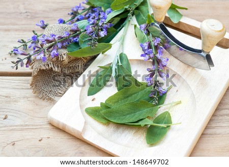 fresh sage leaves and blossoms on wooden cutting board with a curved knife mezzaluna for chopped herbs. selective focus