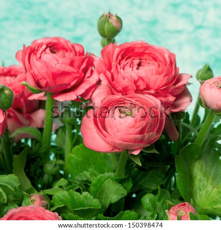 beautiful bouquet of pink ranunculus flowers