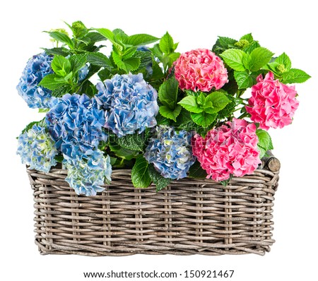 beautiful hortensia isolated on white background. blue and pink hydrangea plants in wicker basket
