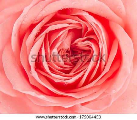 rose flower with water drops. close up of fresh pink blossom