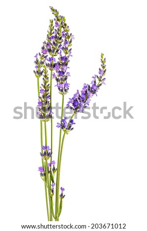 lavender flowers isolated on white background