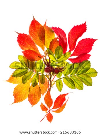bouquet of autumn red and yellow leaves isolated on white background