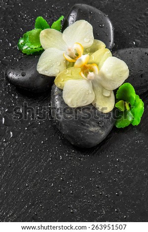 Spa concept with orchid flowers and green leaves with water drops on black background. Massage and wellness