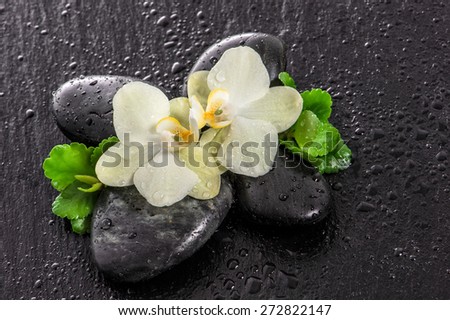 Orchid flowers and green leaves on black background. Spa concept with stones and water drops