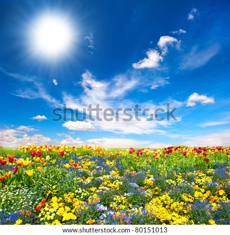 flowerbed. colorful flowers over blue sky