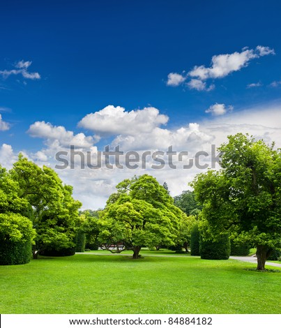 beautiful park trees over blue sky. formal garden