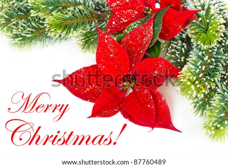 Merry Christmas! Card Concept. Red Poinsettia. Christmas Flower With Golden Decoration Stock