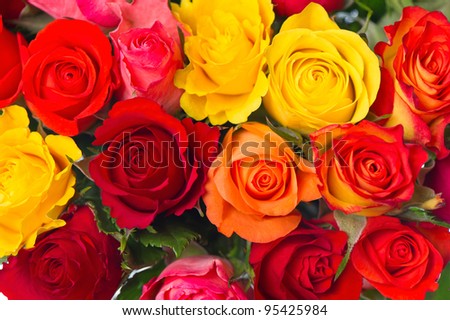 close-up of colorful assorted roses on white background