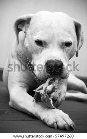 Big white dog eating his favorite toy