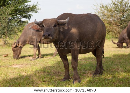 buffalo in rice field