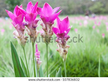 Siam Tulip or Krajeaw flower