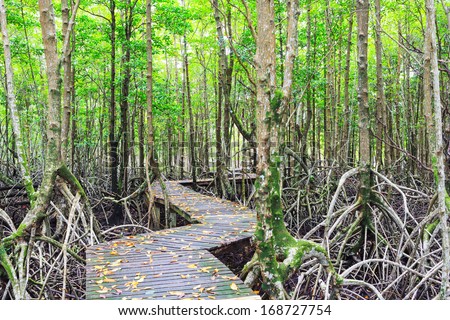 Mangrove forest Boardwalk way