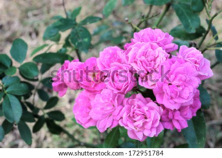 Rose flowers bunch, pink color