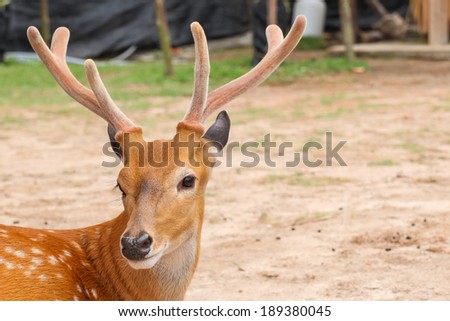 Deer head closeup