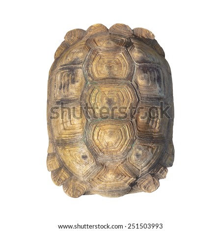 Tortoise shell brown color pattern or texture from giant turtle on white background, closeup