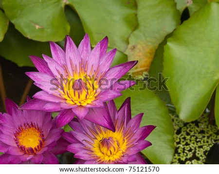 Three Pink lotus blossoms or water lily flowers blooming on pond