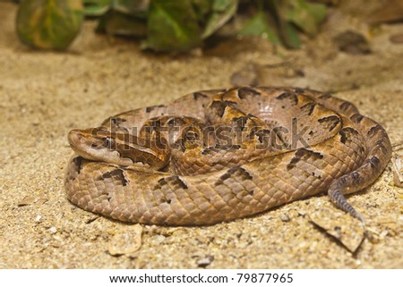 Snake Malayan Pit Viper Stock Photo 79877965 : Shutters