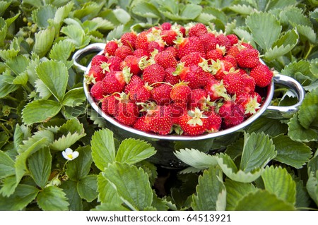 Bowl of strawberries with strawberry plants