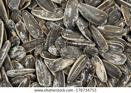 roasted sunflower seeds with salt closeup