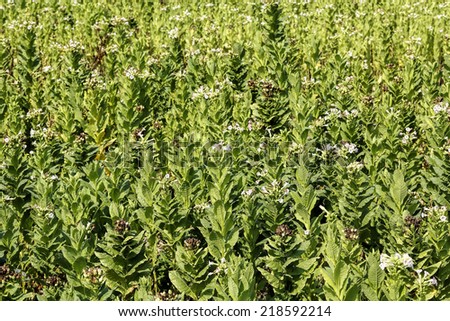 blooming tobacco plants in tobacco field