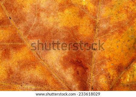 macro of dry sycamore leaf in autumn