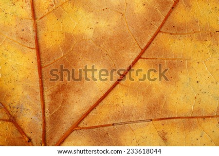 macro of dry sycamore leaf in autumn