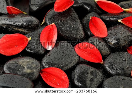 dahlia flower petals on black stones with water drops