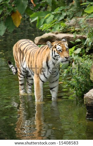 tiger standing in water