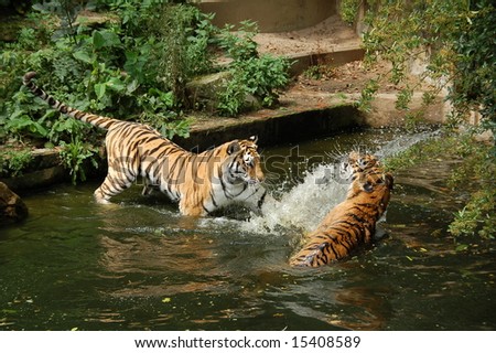 two tigers playing in water