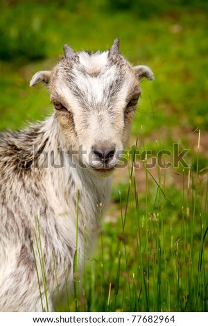 A vertical color image of a farm goat grazing in a field.  Goats are also a source of milk.