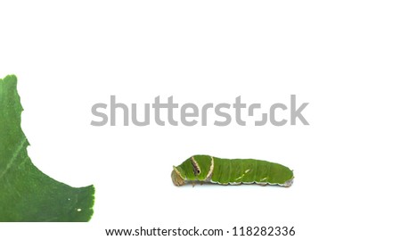 Green Caterpillar on Lemon Leaf White Background isolated